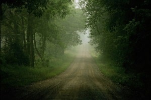 Out of the woods